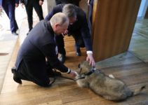 Putin Sharplanin puppy