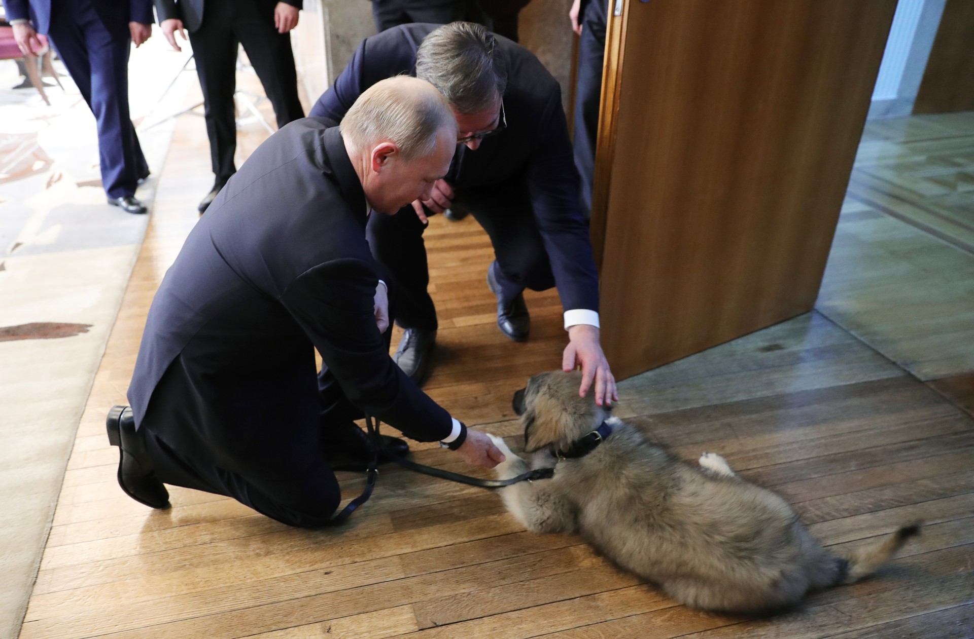 Putin Sharplanin puppy