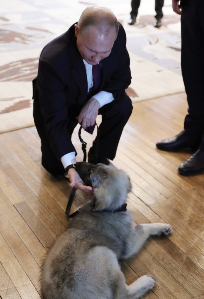 Putin-puppy Sharplanin
