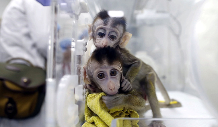 monkeys-clone